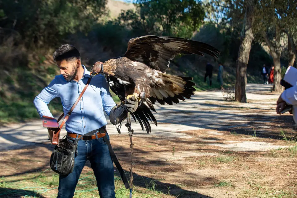 Cyril Orliac Fauconnerie — photo 8