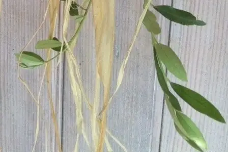 France Roche Fleuriste — photo 6