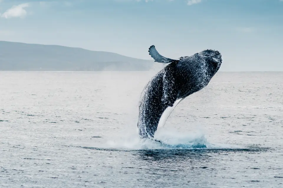 Oceane Tips Voyage — photo 6