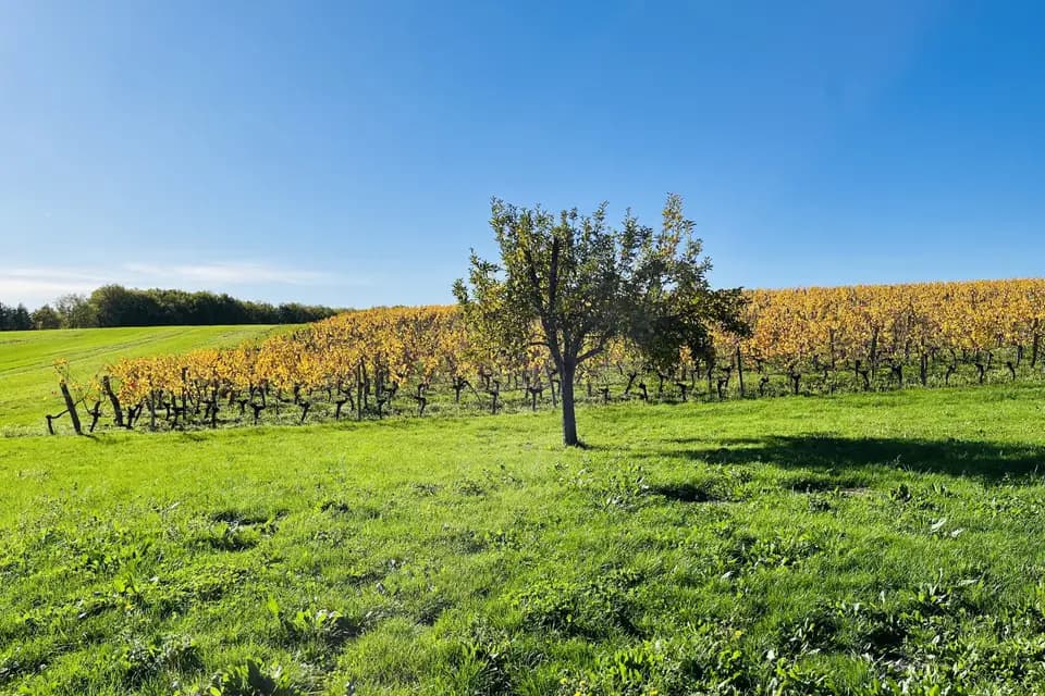 Camart Winehouse — photo 7