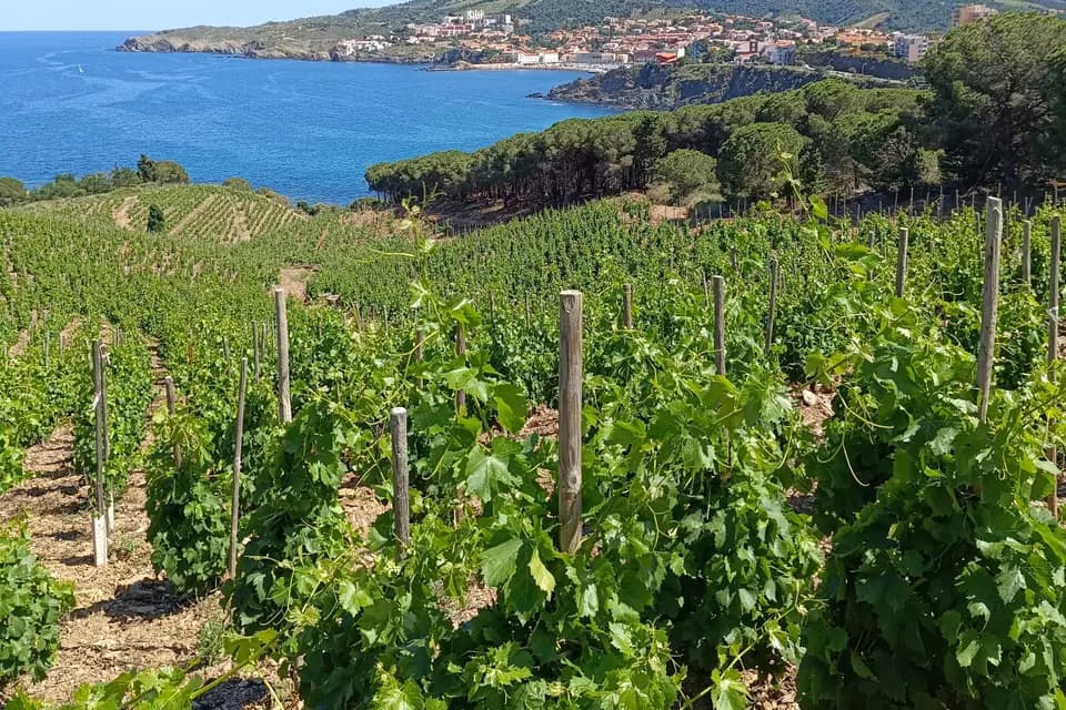 Camart Winehouse — photo 3