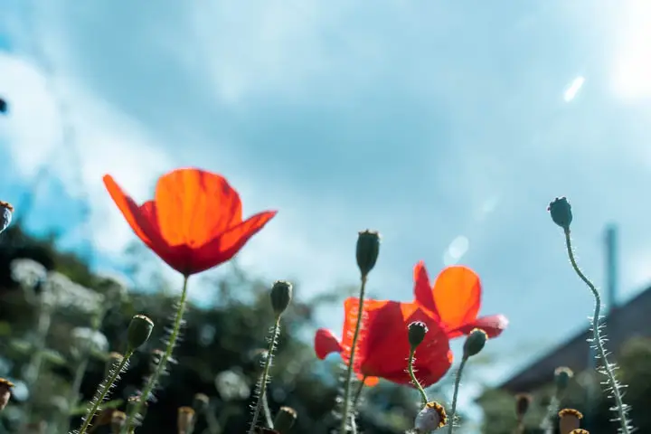 Sun Production — photo 7