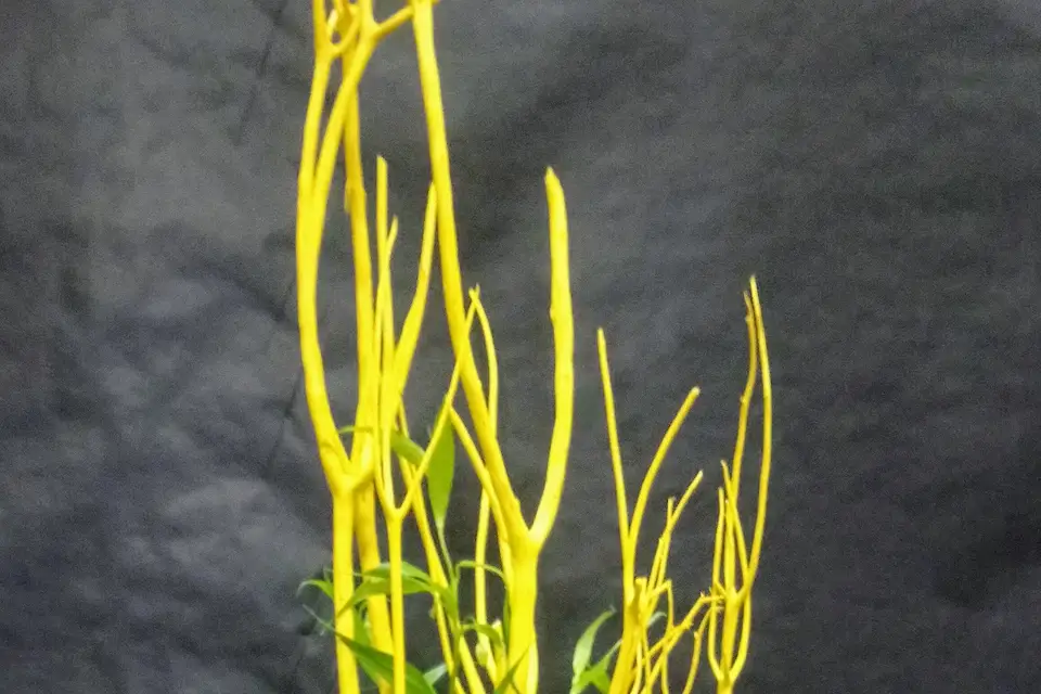 Mademoiselle Ivy Event — photo 8