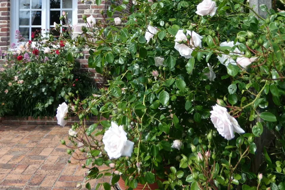 Les Petits Matins Bleus — photo 3