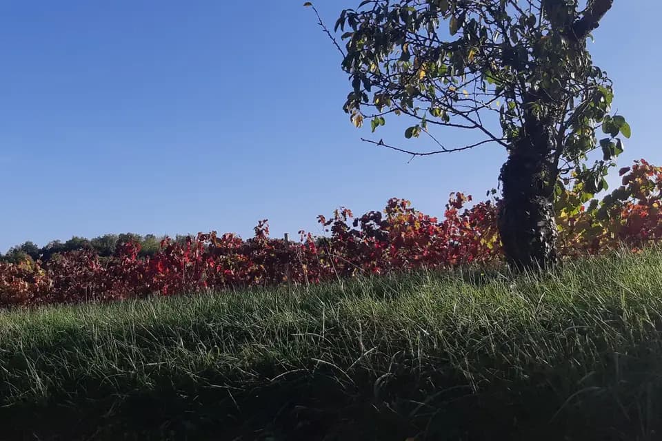 Cave de Martailly — photo 2