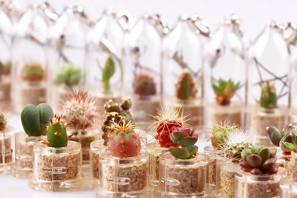 Babyplantes — photo 3