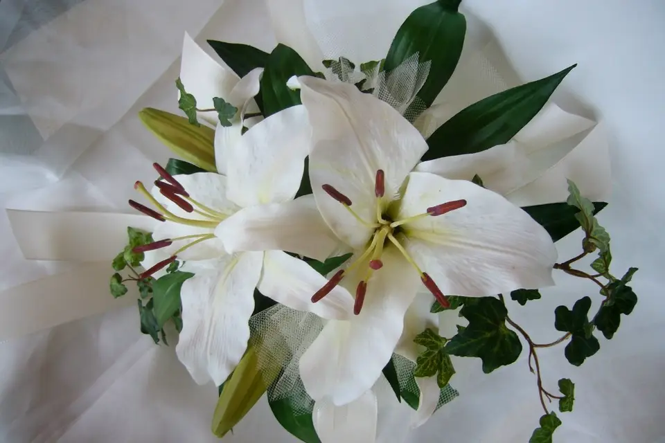 Rose Poudré — photo 2