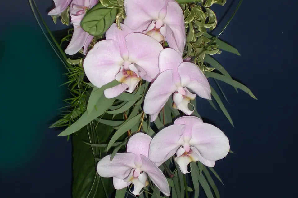 Fleurs de Conflans — photo 6