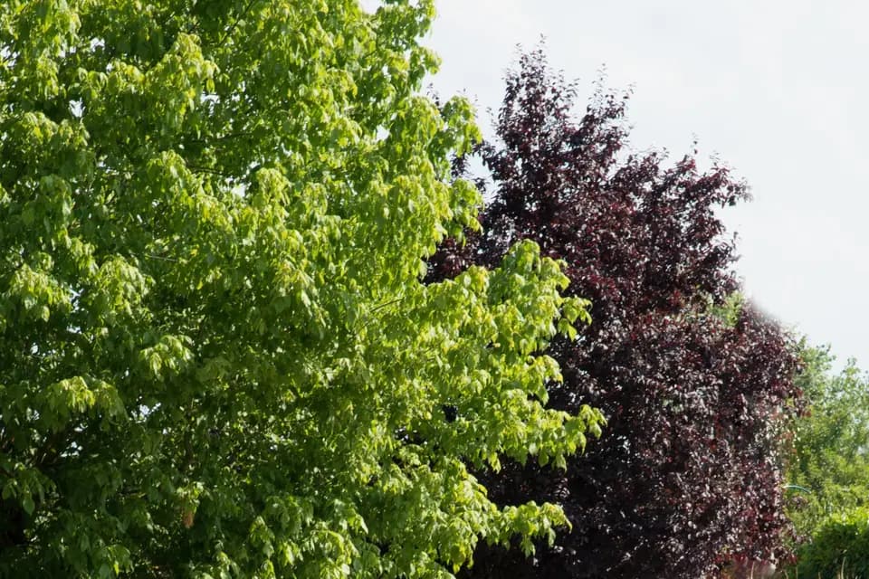 AF Traction Animale — photo 3