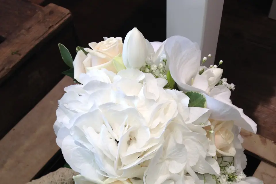 Galanthe — photo 3