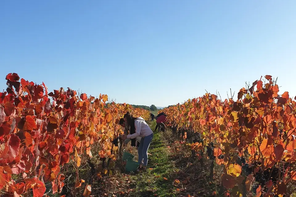 Vignoble Cassin — photo 3