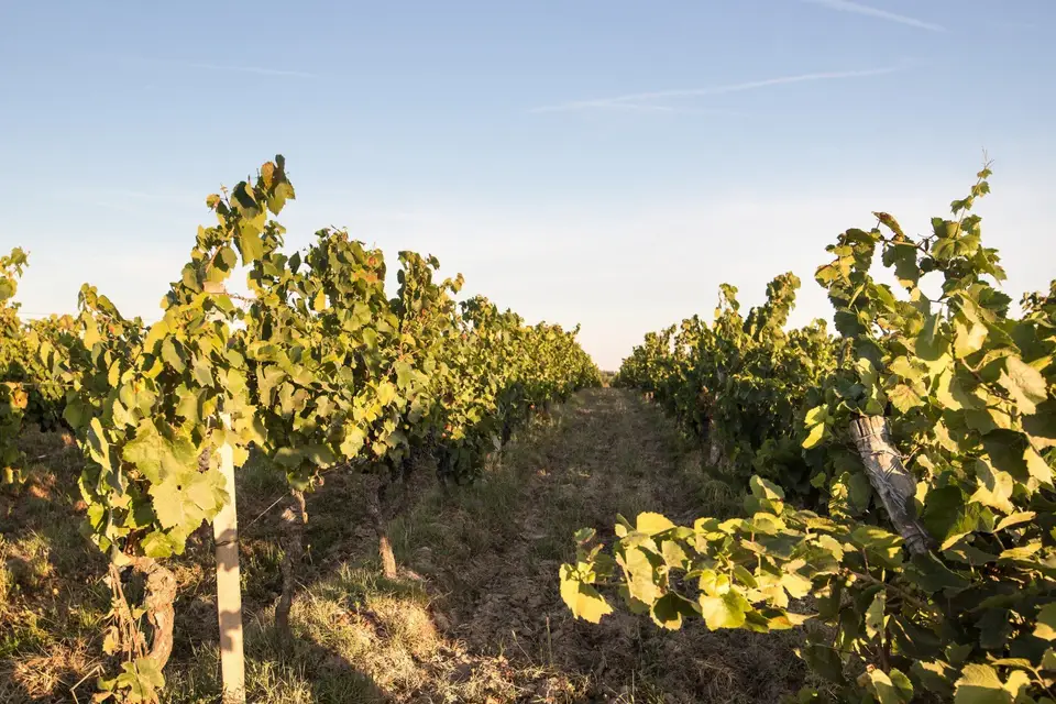 Vignoble Cassin — photo 4
