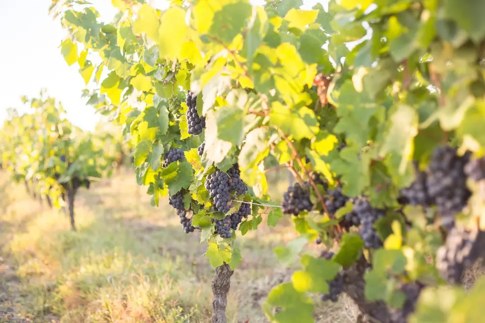 Vignoble Cassin — photo 2