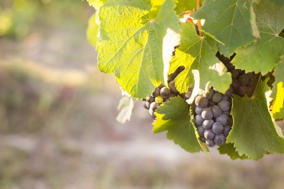 Vignoble Cassin — photo 5