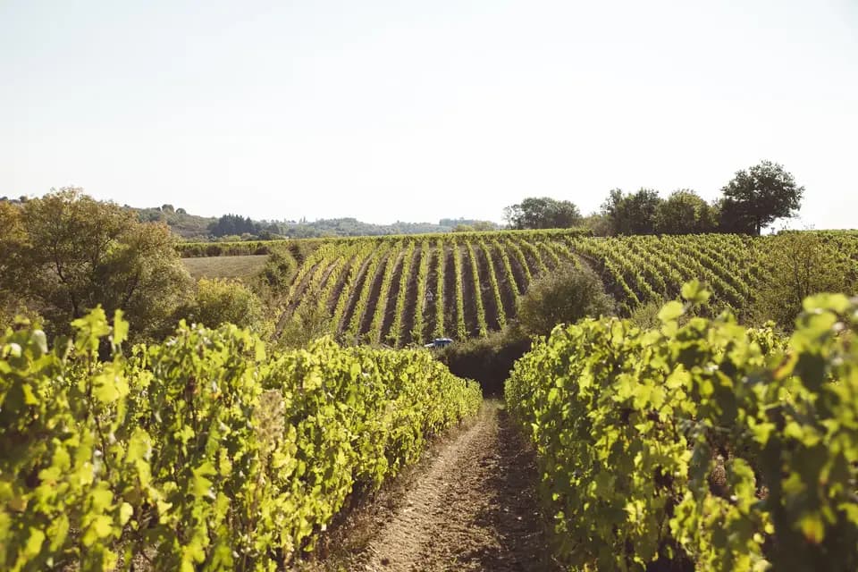 Vacy Yohann Welvaert