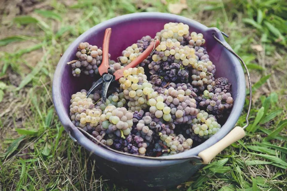 Vacy Yohann Welvaert — photo 4