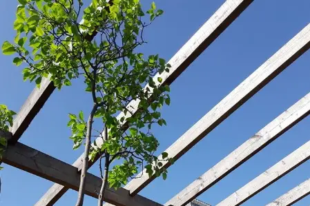 Bateau El Alamein — photo 4