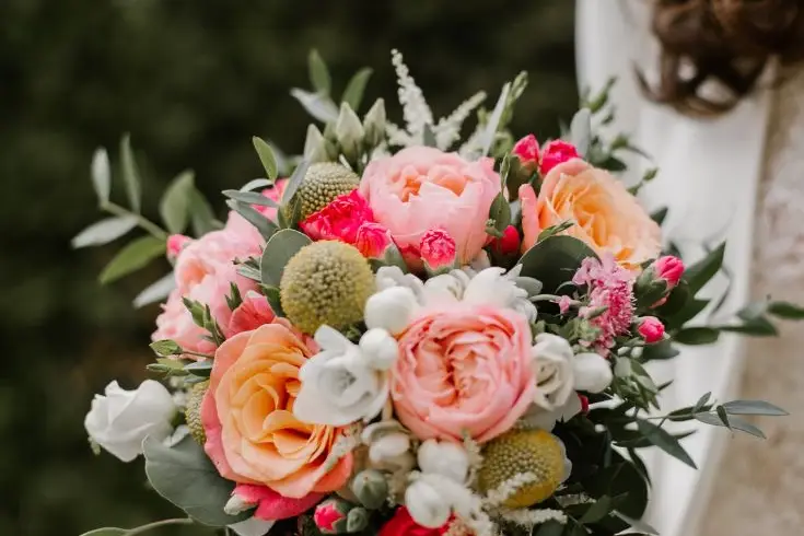 Passiflore — photo 8