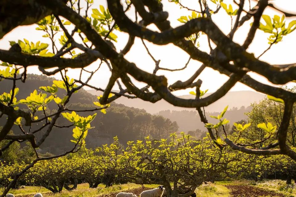 Castel de Fies — photo 4