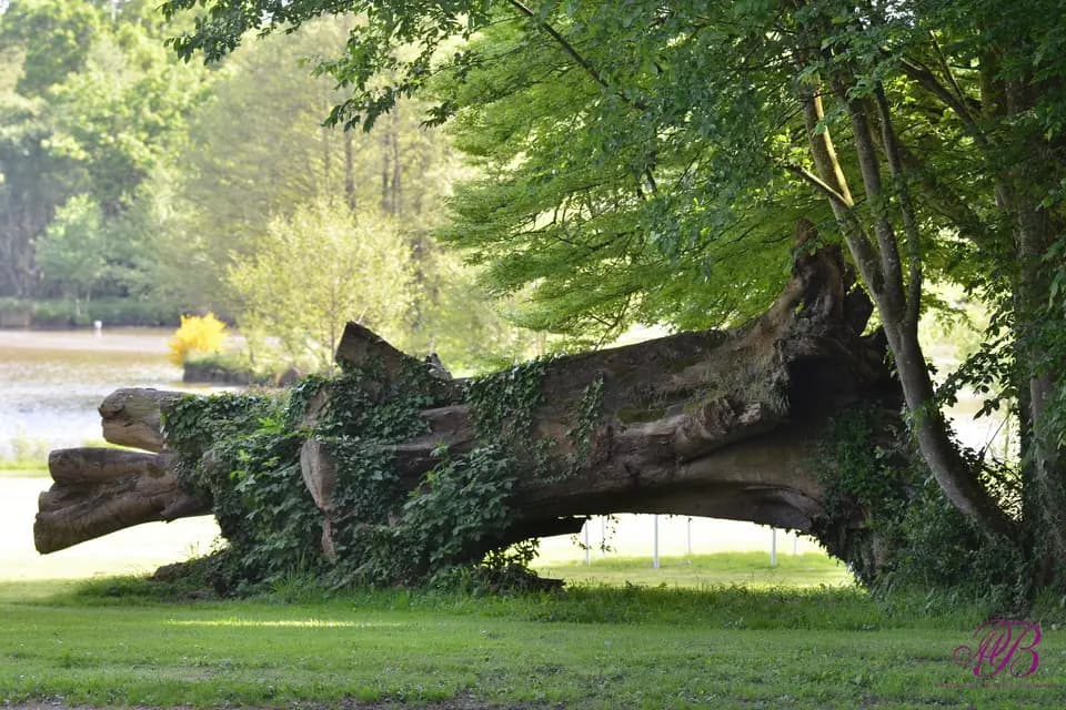 Château de la Motte Beaumanoir — photo 4