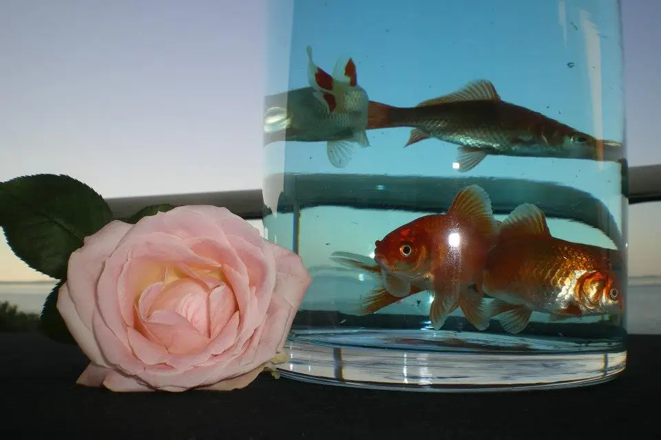 L'odyssée Des 7 Arts — photo 8