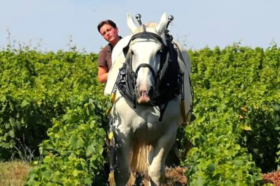 La Cave Secrète — photo 7