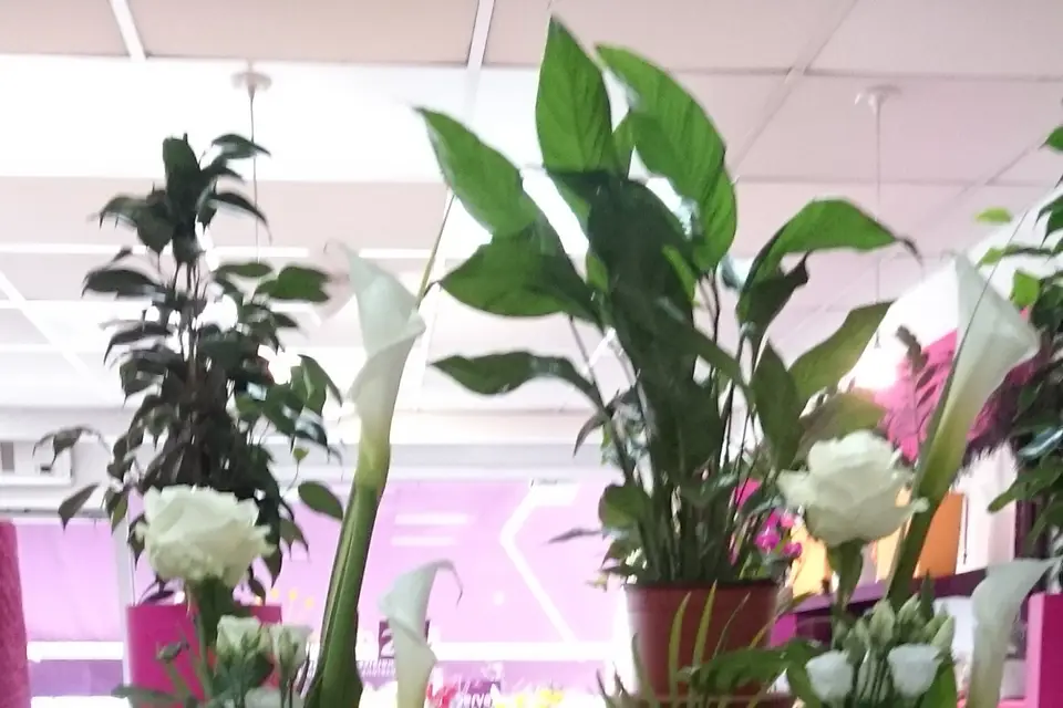 Rapid'flore — photo 2