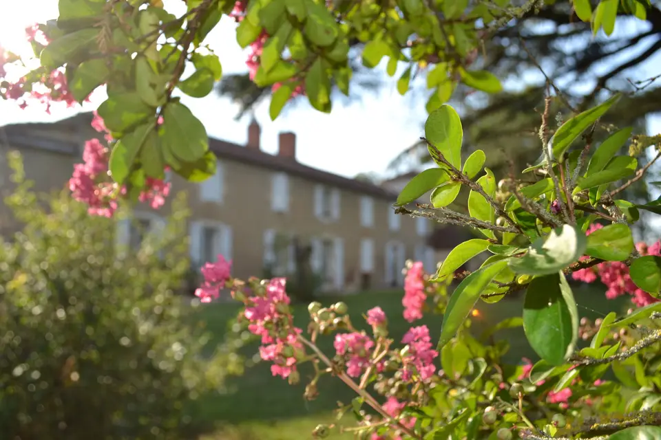 Chartreuse de Dane — photo 9