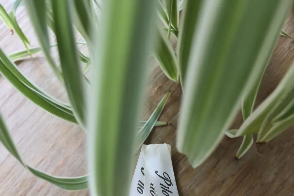 Pilo Creations — photo 1