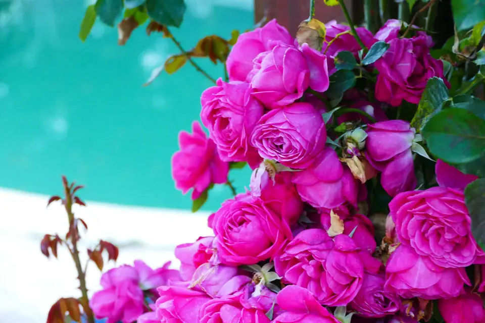 L'anon d'Andon — photo 5