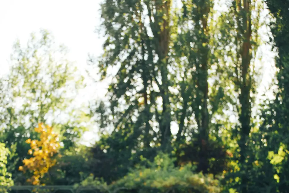 Dahlia Decora — photo 5