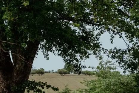 Domaine du Bois Menias — photo 5